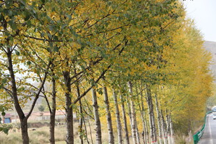 秋日林荫道树木金黄灿烂