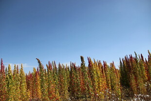 秋日田野中的多彩植物