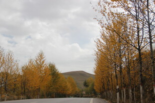 秋日林间公路美景