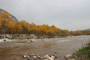 秋日湍急河流旁的金黄树林