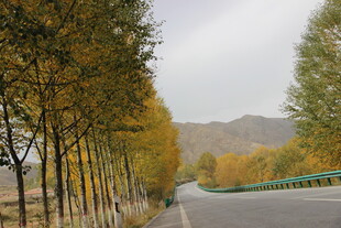 秋日公路旁的金黄树林