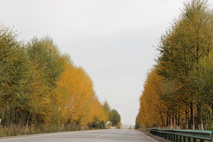 秋日林荫公路美景