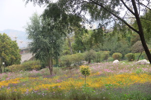 春日繁花绿树的自然景致