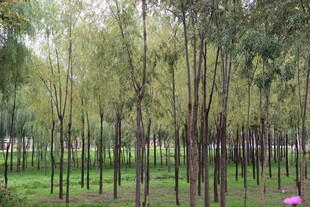 林间绿意盎然的树木景观