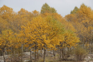 秋日金黄树林美景