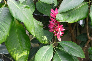 红穗花  