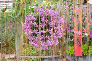 温室花境  
