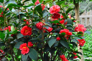 山茶花 