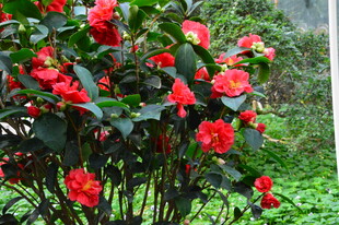 山茶花  
