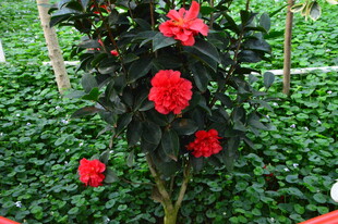 山茶花  