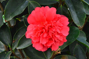 山茶花  