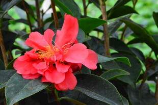 山茶花  