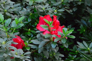 山茶花  