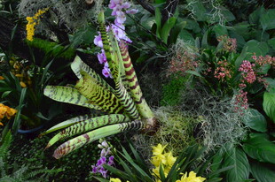 观叶花草 