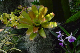 观叶花草 