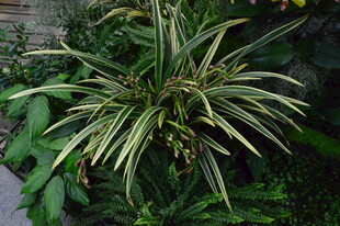 观叶花草 