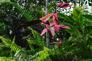  朱蕉 