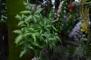 观叶花草  