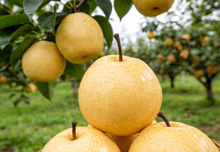 果园中的冰糖梨