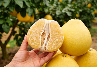 手捧剥开的柚子