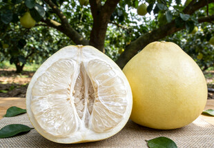 白心柚子果园实拍