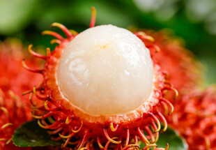 红毛丹果肉特写