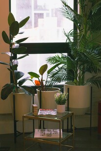 室内绿植装点的温馨角落