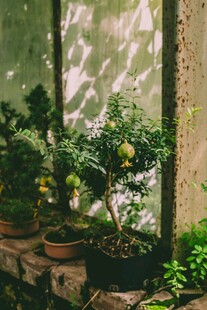 室内绿植盆栽景致