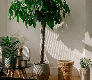 室内绿植组合