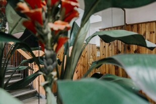 室内绿植景观特写