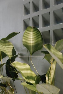 室内绿植叶片光影之美