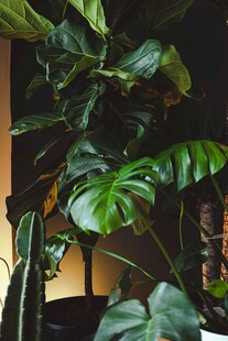 室内绿植景观