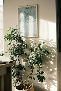 室内阳光中的绿植盆栽