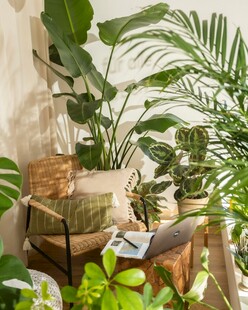 室内绿植组合装饰景致