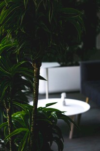 绿植环绕的现代简约工作区
