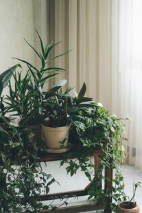 室内绿植架上的多样盆栽