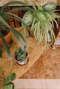 室内绿植盆栽展示