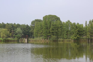 水杉湿地