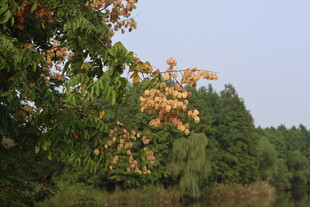 湖畔绿树栾树