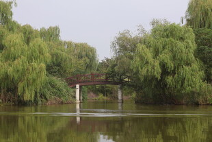 湖畔绿柳