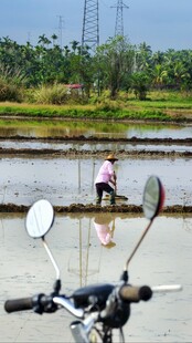 水田劳作