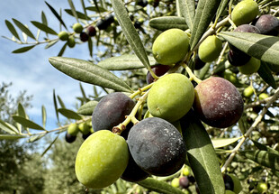 枝头的橄榄果实