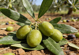 果园里的青橄榄