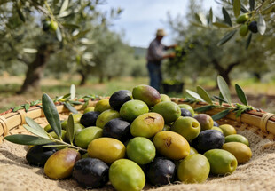 丰收的橄榄堆在果园里