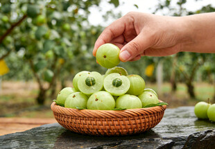 手拿油甘果于竹篮中