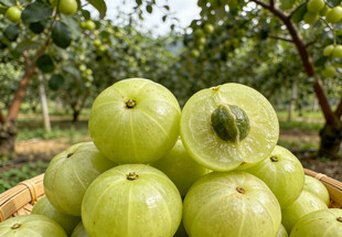 余甘子堆放在果园中