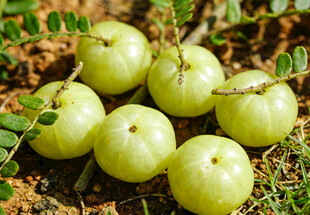 地上堆放的余甘果