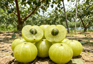 果园里堆放的油甘果