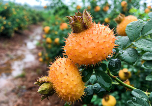 果园中的刺梨果