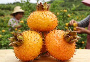 果园里的刺梨果